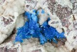 Vibrant Blue Cavansite Clusters on Stilbite - India #168250-1